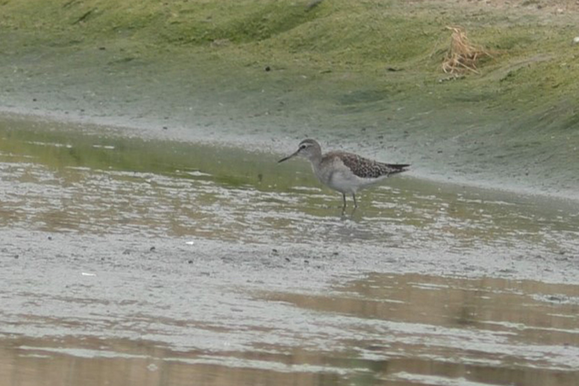 Tamil Nadu: Rare Little Stint arrive in Thoothukudi, Environmentalists flag habitat loss of migratory birds
