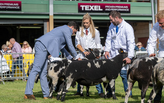 Livestock numbers show strength at this years Royal Welsh 