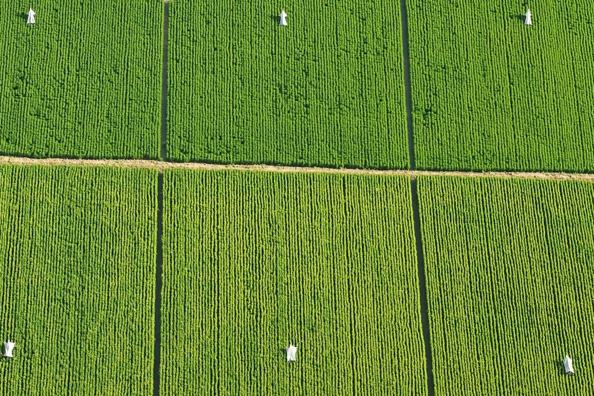 CHINA-HUBEI-WUHAN-RICE-BLOOD PROTEIN (CN)