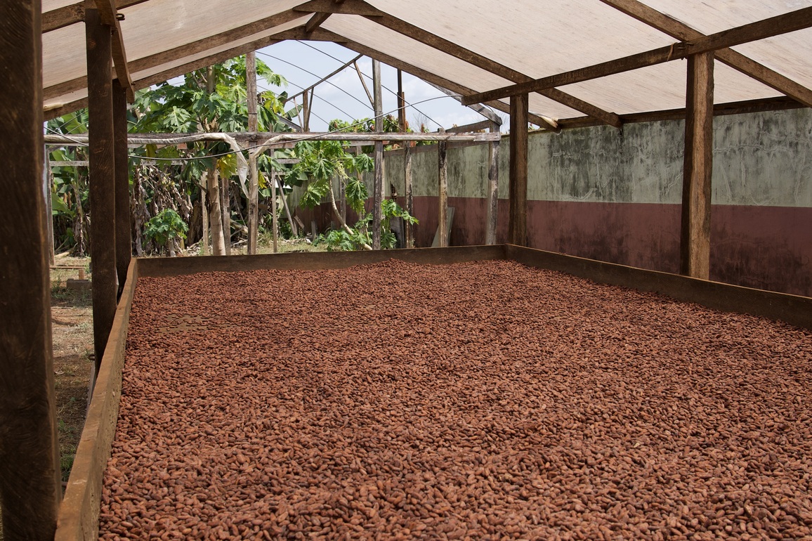 BRAZIL-PARA-AGROFORESTRY COCOA ORCHARD-COCOA PRODUCTION