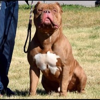 Dublin judge orders 'destruction' of XL bully dogs after garda scare