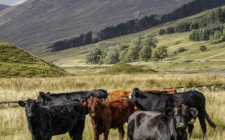 Scotland's chance to lead on electronic tagging in cattle, says NFUS