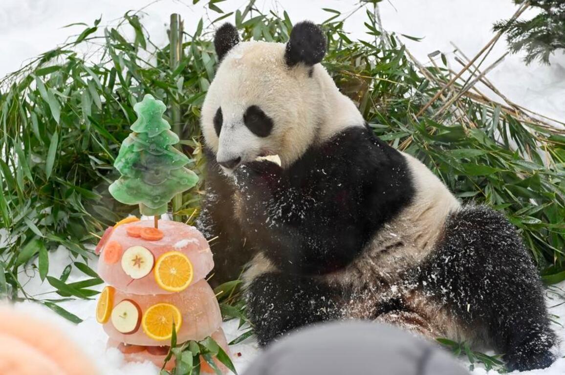 Feature: Pandas in Moscow charm visitors and keepers alike