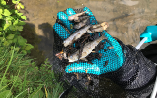 Farmer fined after digestate spill kills one thousand fish