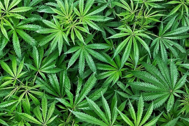 SA needs to act now to maximise benefits of cannabis sector