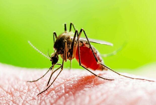 New Hampshire resident dies from mosquito-borne encephalitis virus