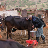 CAPE VERDE-DAILY LIFE-LIVESTOCK FARMING FAMILY