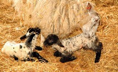 Farmers urged to complete lambing survey to help measure challenges faced by industry