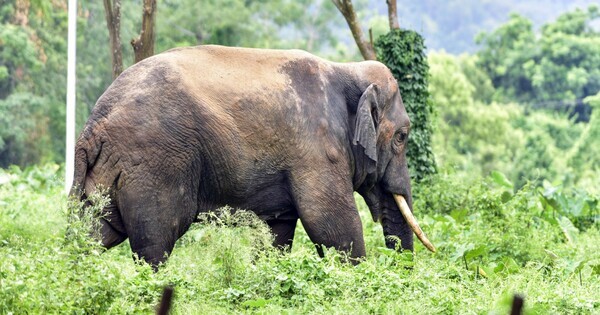 Assam: Forest Department-Aaranyak efforts lead to decline in human deaths in Lakhipur human-elephant conflict hotspot