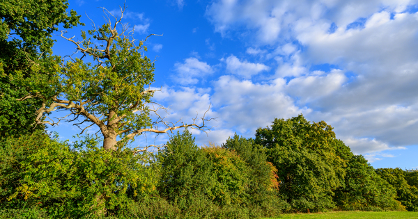 'A game changer': Environmental principles come into force for UK policymakers - Vimarsana News