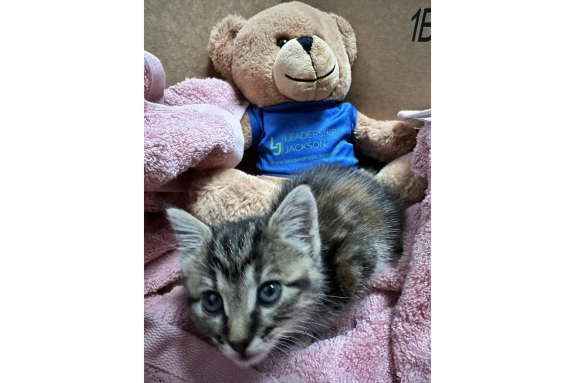 Jackson, Tenn. police officer and paramedic rescue kitten drenched in chemical cleaner