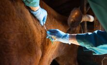 A research partnership has delivered a vaccine to protect Australian livestock from FMD. 
