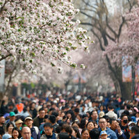#CHINA-TIANJIN-CRABAPPLE BLOSSOM FESTIVAL (CN)