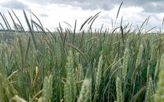 Crop It Like It's Hot: Expert tips to boost grass-weed control