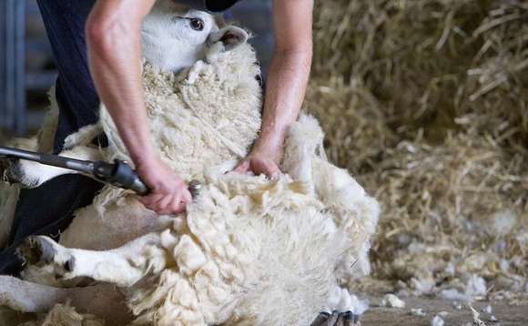 Overseas shearers granted concession to enter the UK