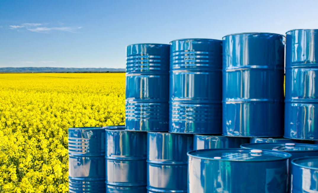 Is Canola oil a biofuel maverick?