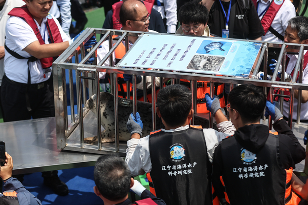 CHINA-LIAONING-DALIAN-SPOTTED SEALS-RELEASE (CN)