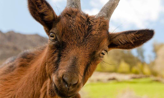 Father sells 6-yr-old daughter into marriage for goat, rice Father sells 6-yr-old daughter into marriage for goat, rice