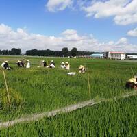 China's ambitious crop-decoding initiative enters field phase, powering smart breeding