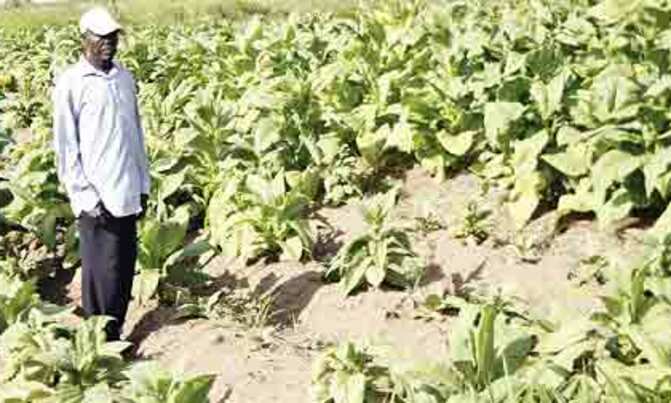 Tobacco growing has kept Giro poor for 50 years Tobacco growing has kept Giro poor for 50 years