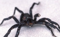 Australian start-up wins backing for spider venom drug