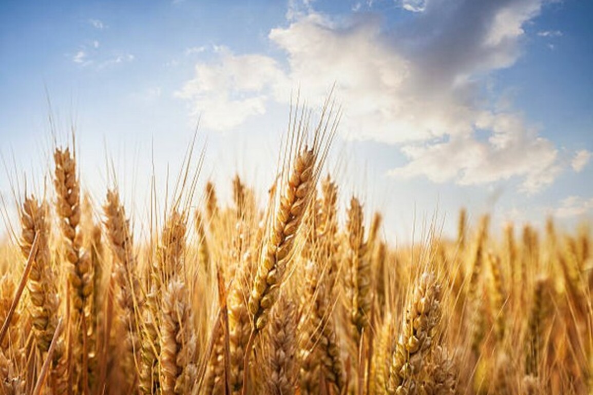 Pakistan: Wheat crops at risk as dams approaching dead levels