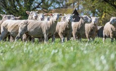 Early lambing Dorsets bring opportunities