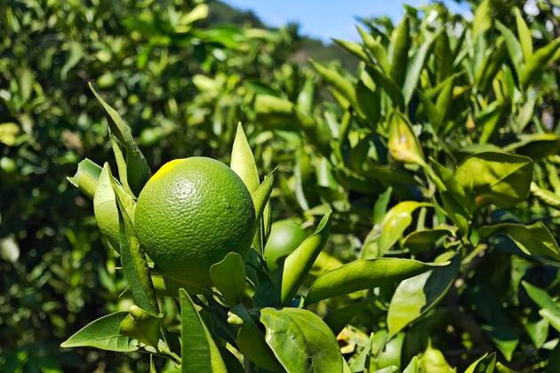 Expedited journey to global markets for SW China's oranges