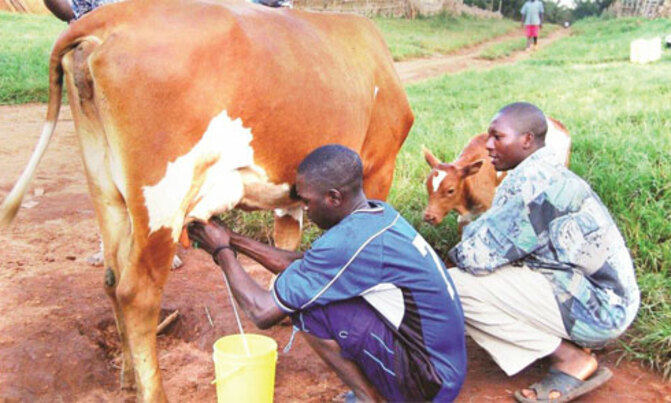 Only 20% of Uganda's milk is processed Only 20% of Uganda's milk is processed