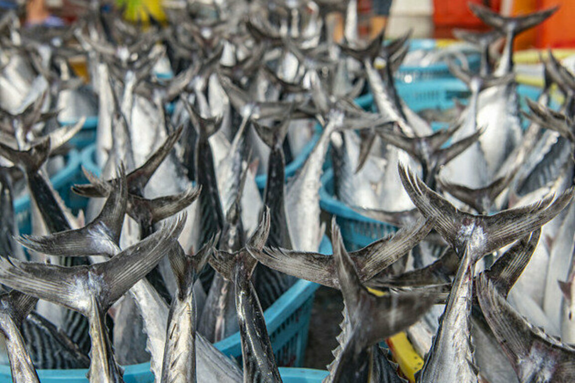 Hainan's spring fishing operations flourish