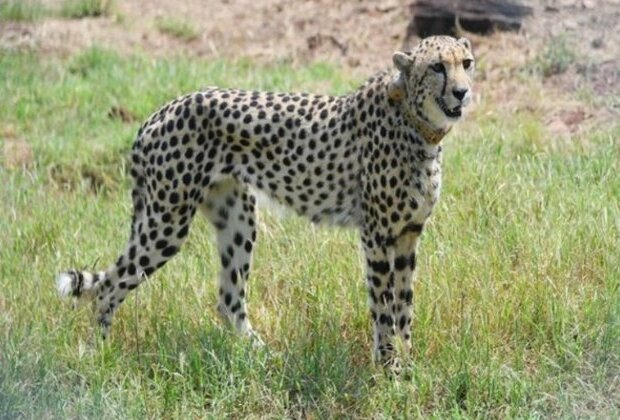 Centre sets up 9-member taskforce for monitoring cheetahs in Kuno National Park