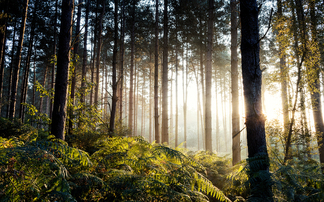 Government announces deer culling plan in bid to save woodland