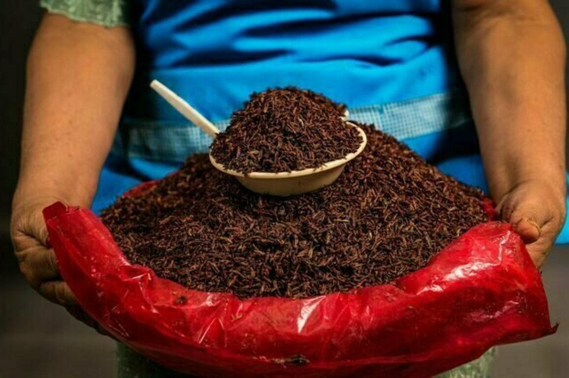 Would you eat a grasshopper? In Oaxaca, it's been a tasty tradition for thousands of years