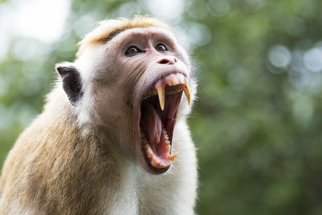 Lab monkeys on the loose present potential infection risk