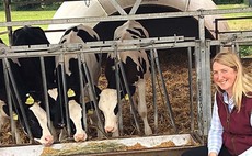 Successful heifer rearing relies on rumen development