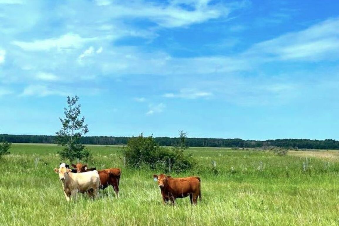 SIEMENS SAYS- Red meat sector urges swift action as Parliament returns