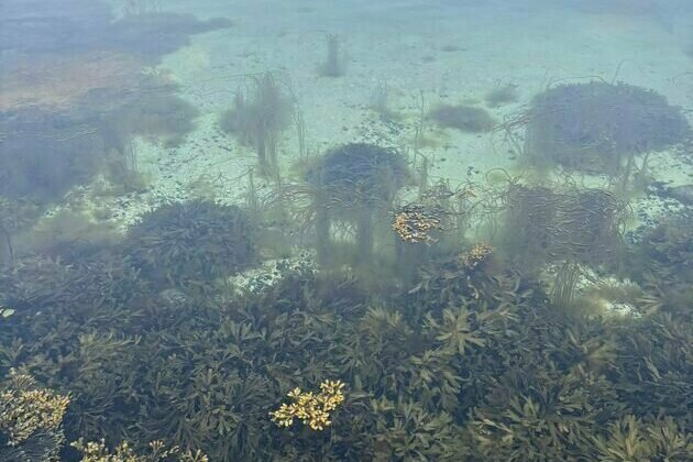Stones have been 'overfished' from the sea - here's how Denmark's rocky reefs are being restored