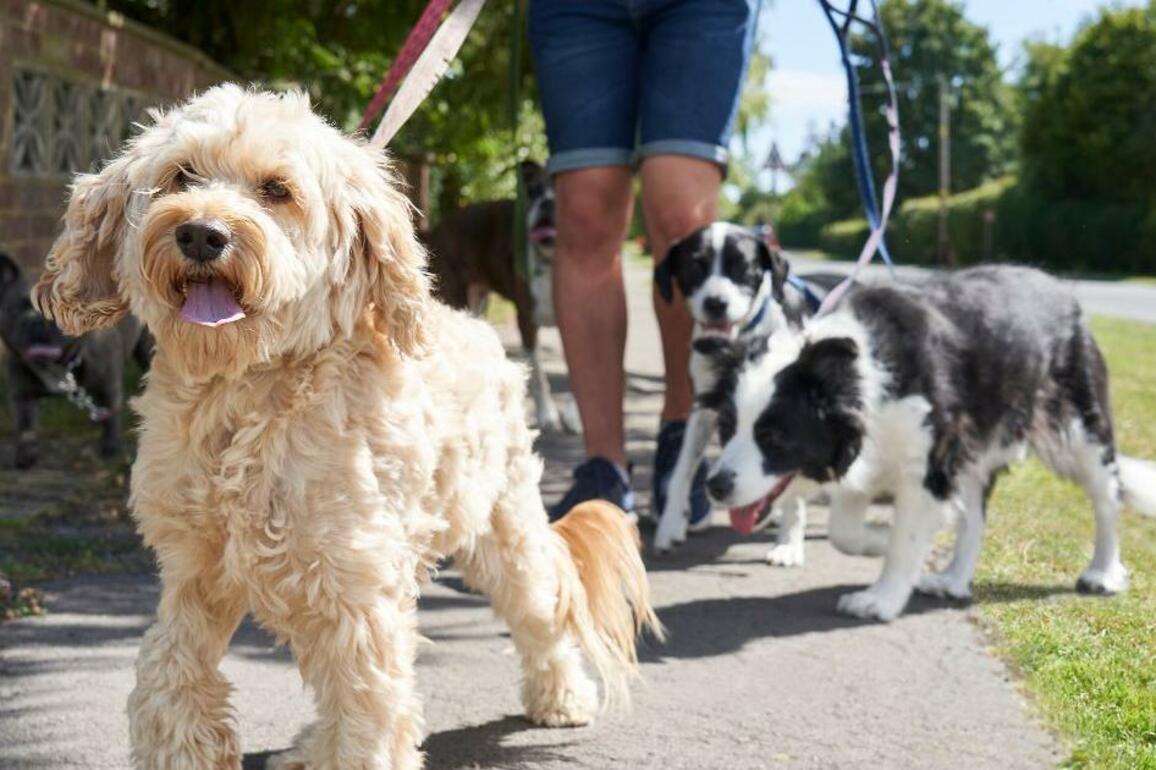 7 surprising pet laws that could land dog owners 5000 fines