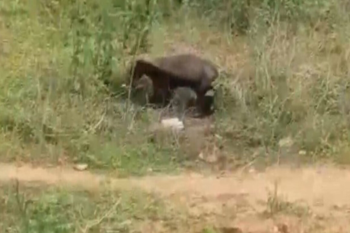 Honey Badger terrorises village in Odisha's Mayurbhanj, injures 5 in repeated attacks