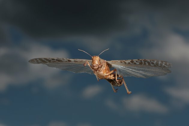 Lessons on how to effectively tackle insect invasions