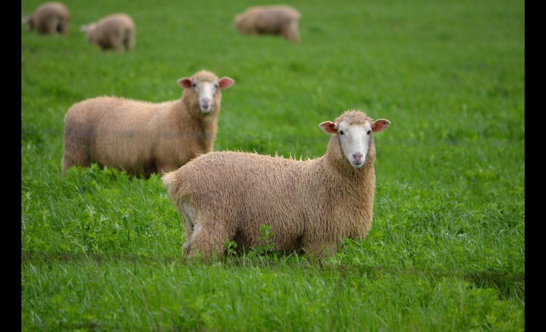  Lamb and mutton exports in January were the highest on record. Photo: Mark Saunders.