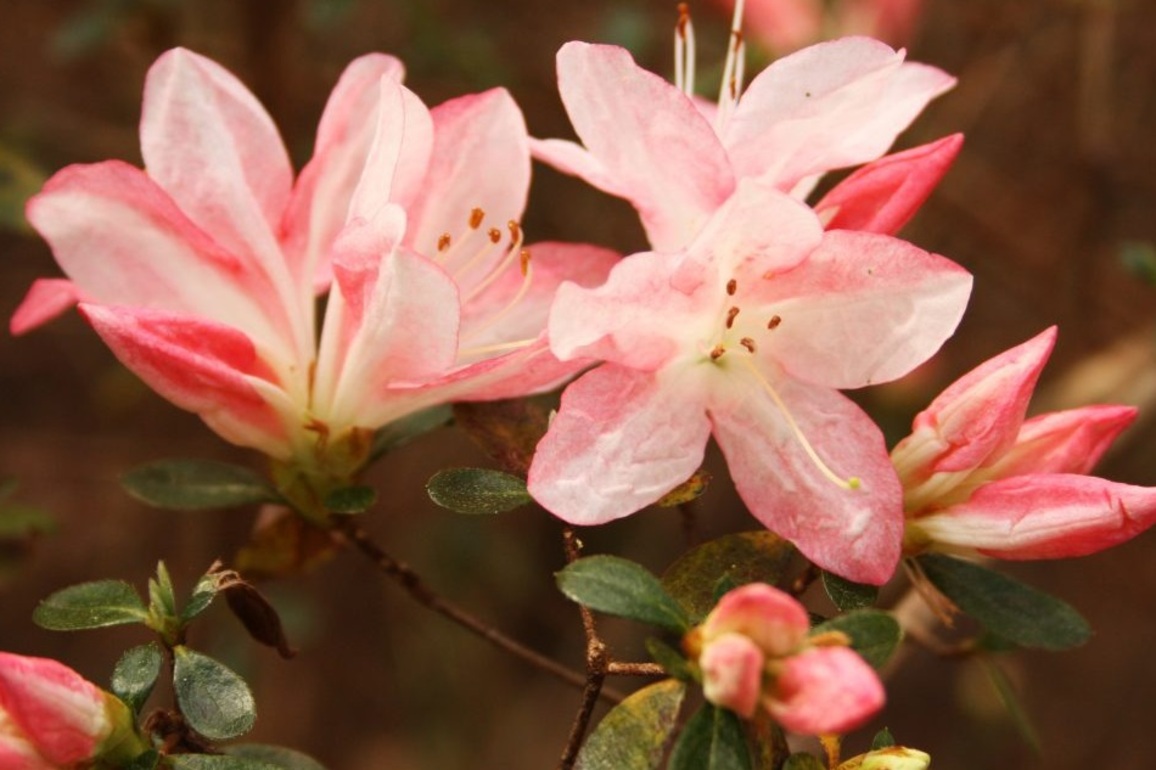 A buyers guide for Alabama azalea varieties