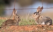 Hunt on for rabbit biocontrol release sites in WA