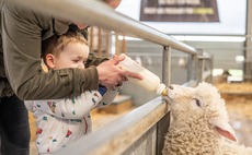 Lambing events: Safety needs to be the priority