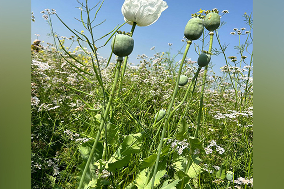 Govt announces annual licensing policy for cultivation of opium poppy for crop year 2025-26; nearly 1.21 lakh farmers eligible for license