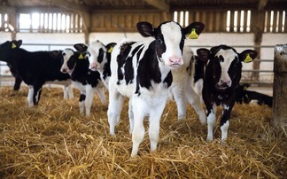 Fluid treatment key to combat calf scour