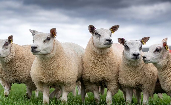 LibDem MP blasts minister over UK lamb 'insult'