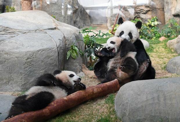 Asia Album: Giant panda cubs and their mother make first appearance together in Hong Kong