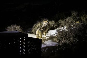 Seventh relocated gray wolf death reported in northwest Colorado