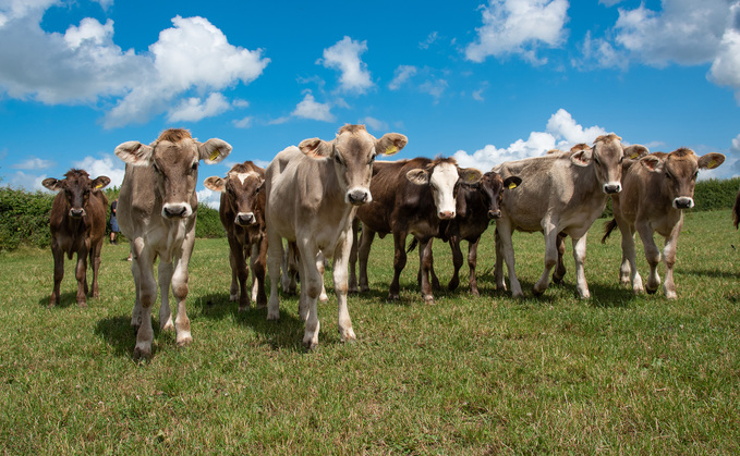 APHA said 15 farms in Kent and Norfolk have had confirmed cases of bluetongue